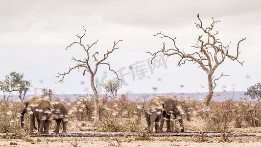 桌面四象限摄影照片_南非克鲁格国家公园的非洲丛林象