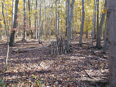 用森林中的树枝和棍棒搭建的庇护所