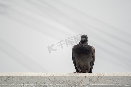 灰色的鸽子栖息在水泥栏杆上背景是白色的天空背景。