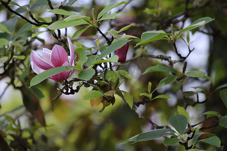花园自然背景中的粉白玉兰花，模糊背景下枝叶特写的玉兰花