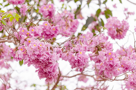 蓝色喇叭背景摄影照片_粉红色喇叭 (tabebuia) 树花盛开。
