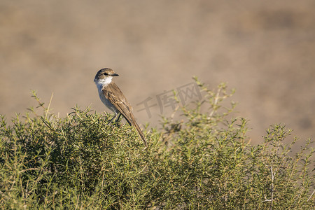 南非 Kgalagadi 跨境公园的 Mariqua Flycatcher