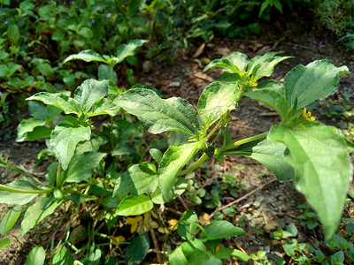 具有自然背景的节点杂草（也称为 Synedrella nodiflora、synderella 杂草）。