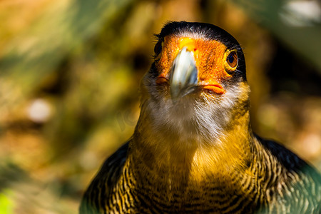 来自美国的热带鸟类南冠卡拉卡拉脸部的美丽特写肖像