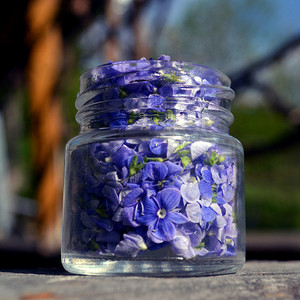 小罐子里的蓝色花朵