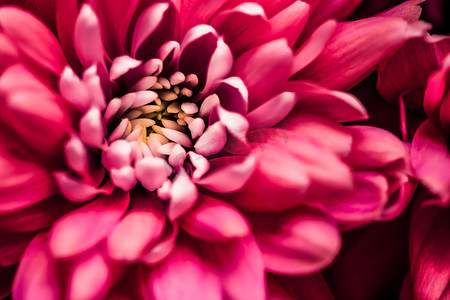 盛开的红雏菊花瓣、抽象的花卉艺术背景、春天大自然中的花朵香水香味、婚礼、奢华美容品牌假日设计