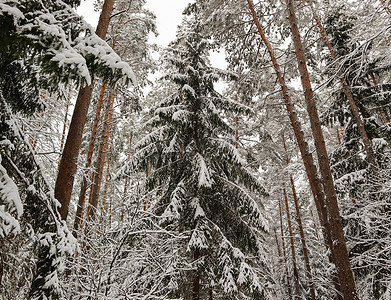 白雪皑皑的森林摄影照片_美丽的高大云杉在冬天白雪皑皑的森林里。