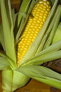 新鲜采摘的玉米或玉米的特写