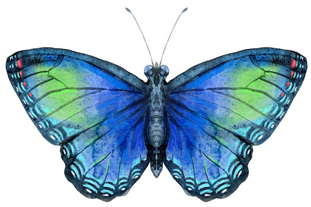 水彩蓝色蝴蝶与绿色斑点，孤立在白色