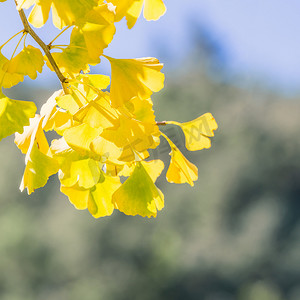 黄色秋季背景摄影照片_设计理念-美丽的黄色银杏树，银杏树叶在秋季阳光明媚的日子里阳光明媚，特写，散景，模糊的背景。