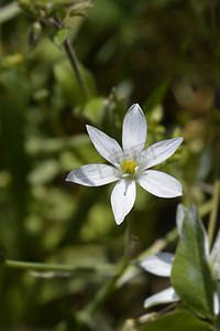 伯利恒花园之星