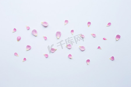 粉红色的玫瑰花瓣上白色孤立