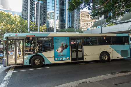 鸽子拟人摄影照片_澳大利亚悉尼镇的公共交通巴士。