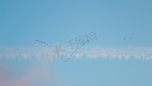 一群野鸟在蓝天上呈楔形飞行，日落时有白色和粉红色的云彩