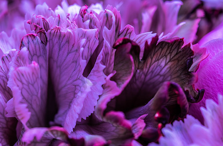 抽象花卉背景，紫色康乃馨花瓣。