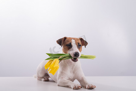 日是背景摄影照片_一只杰克罗素梗犬的画像，嘴里含着一束黄色郁金香，背景是白色的。