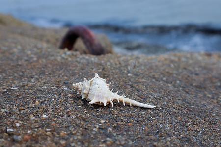 海边躺摄影照片_海边波浪破碎机上的白色尖贝壳。