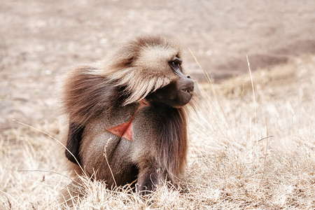 埃塞俄比亚四面山特有狒狒