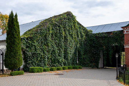 在覆盖着垂直植物的野葡萄或覆盖着常春藤的绿色生态房屋的立面上的攀缘藤蔓。