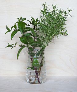 薄荷植物 (Mentha Piperita) 和夏季咸味植物 (Satu