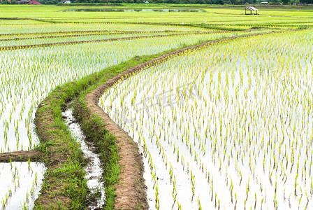 泰国清迈湄占县的梯田稻田