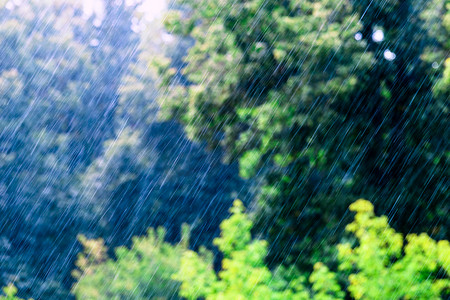 绿色风树叶摄影照片_在阳光明媚和有风的条件下，长而快的雨滴落在绿色森林中