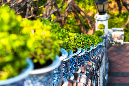 泰国Phetburi宫殿花盆里美丽的Carmona retusa或福建茶树