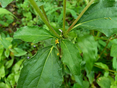 具有自然背景的节点杂草（也称为 Synedrella nodiflora、synderella 杂草）。