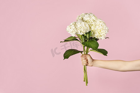 手捧一束美丽的嫩白色绣球花，背景为浅粉色花，作为教师节、母亲节、国际妇女节或情人节的礼物。
