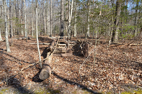 树枝状水系摄影照片_森林或树林中的一堆树枝和树枝