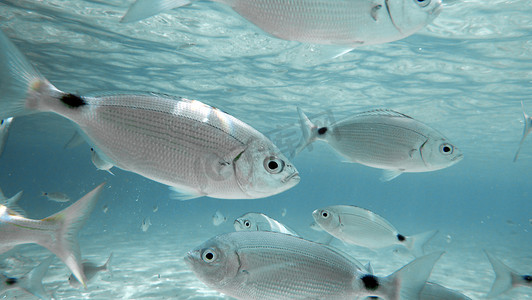海鱼群摄影照片_从水下看到的带鞍海鲷（Oblada melanura）鱼群