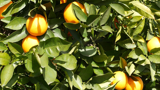 美国加利福尼亚州树上的柑橘类水果。