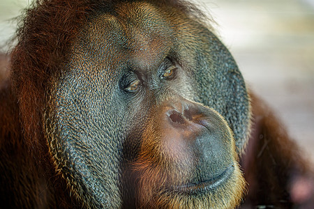 婆罗洲猩猩 (Pongo pygmaeus) 是一种原产于婆罗洲岛的猩猩。