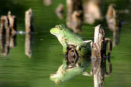 绿蛙坐在湖水上，周围是坚固的树枝状植物