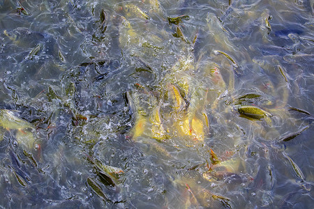 水中鱼群的图像（Java 倒钩、银倒钩）。