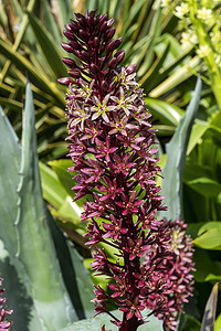 春天到冬天摄影照片_Eucomis comosa Oakhurst