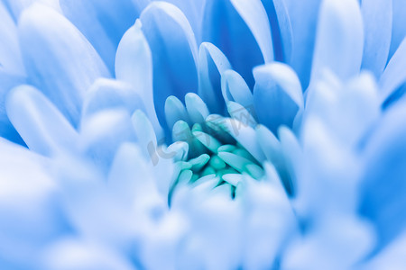 蓝色花卉背景摄影照片_抽象花卉背景，蓝色菊花。