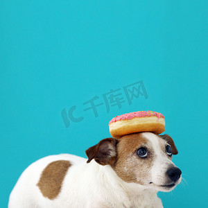 狗狗吃东西摄影照片_头上有甜甜圈的狗