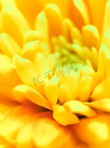 抽象花卉背景，黄色菊花。