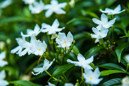 模糊花前的白色普通栀子花