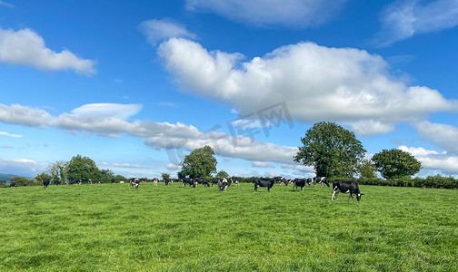 蓝天背景下，夏季温暖阳光明媚的日子里，在牧场上放牧的荷斯坦奶牛群