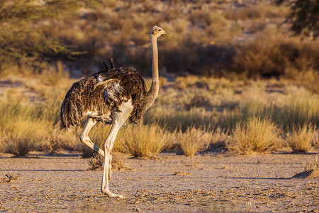 沙漠黄昏摄影照片_南非 Kgalagadi 跨境公园的非洲鸵鸟