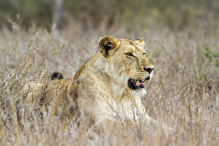 五五大促摄影照片_南非克鲁格国家公园的非洲狮