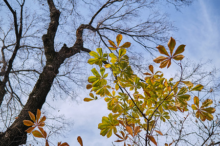 绿叶和空树枝的低角度视图