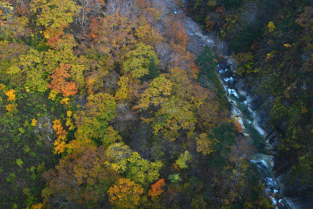 东北背景摄影照片_青森附近东北地区河谷的秋树