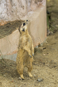 站在自然背景上的猫鼬 (Suricata suricatta) 的图像。