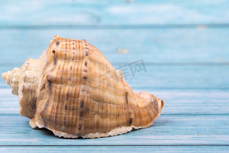 蓝色木质背景上的一个贝壳。海洋主题