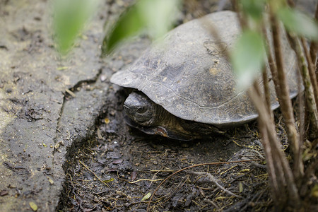 巨型亚洲池龟，亚洲巨型水龟 (Heosemys Grandis) 在地板上的图像。