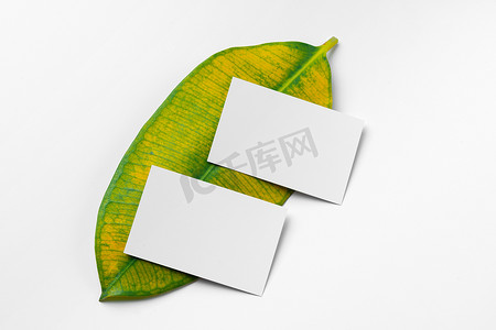 纸质模板摄影照片_在绿叶上模拟纸质白卡。