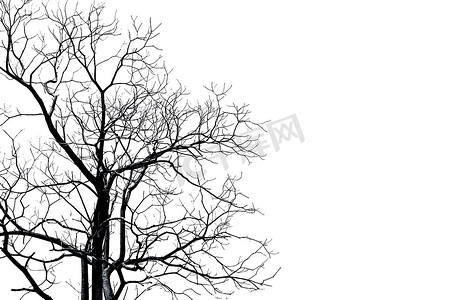 剪影死树和树枝隔离在白色背景。 